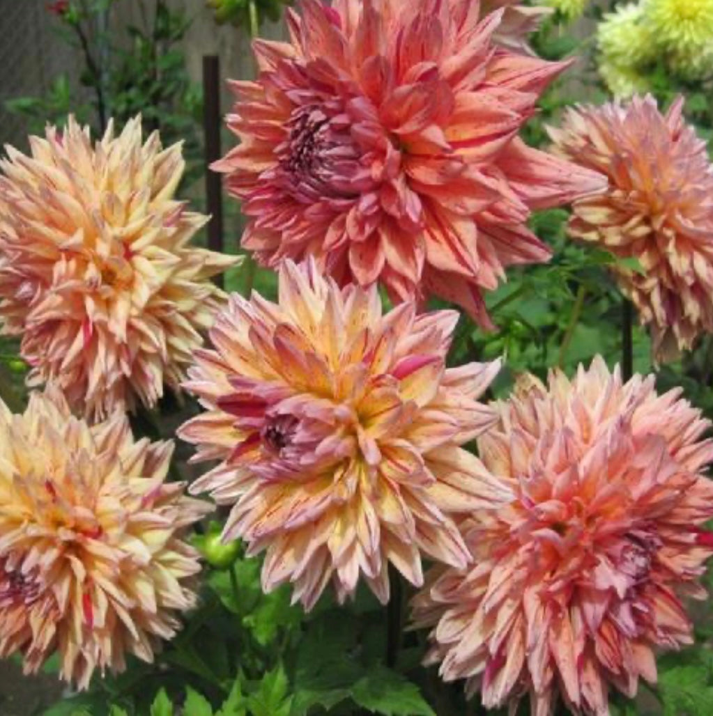 Color Magic Tuber