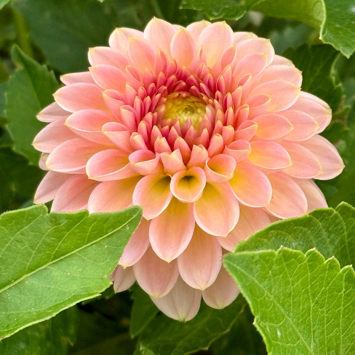 KA’s® Morning Dew Tuber