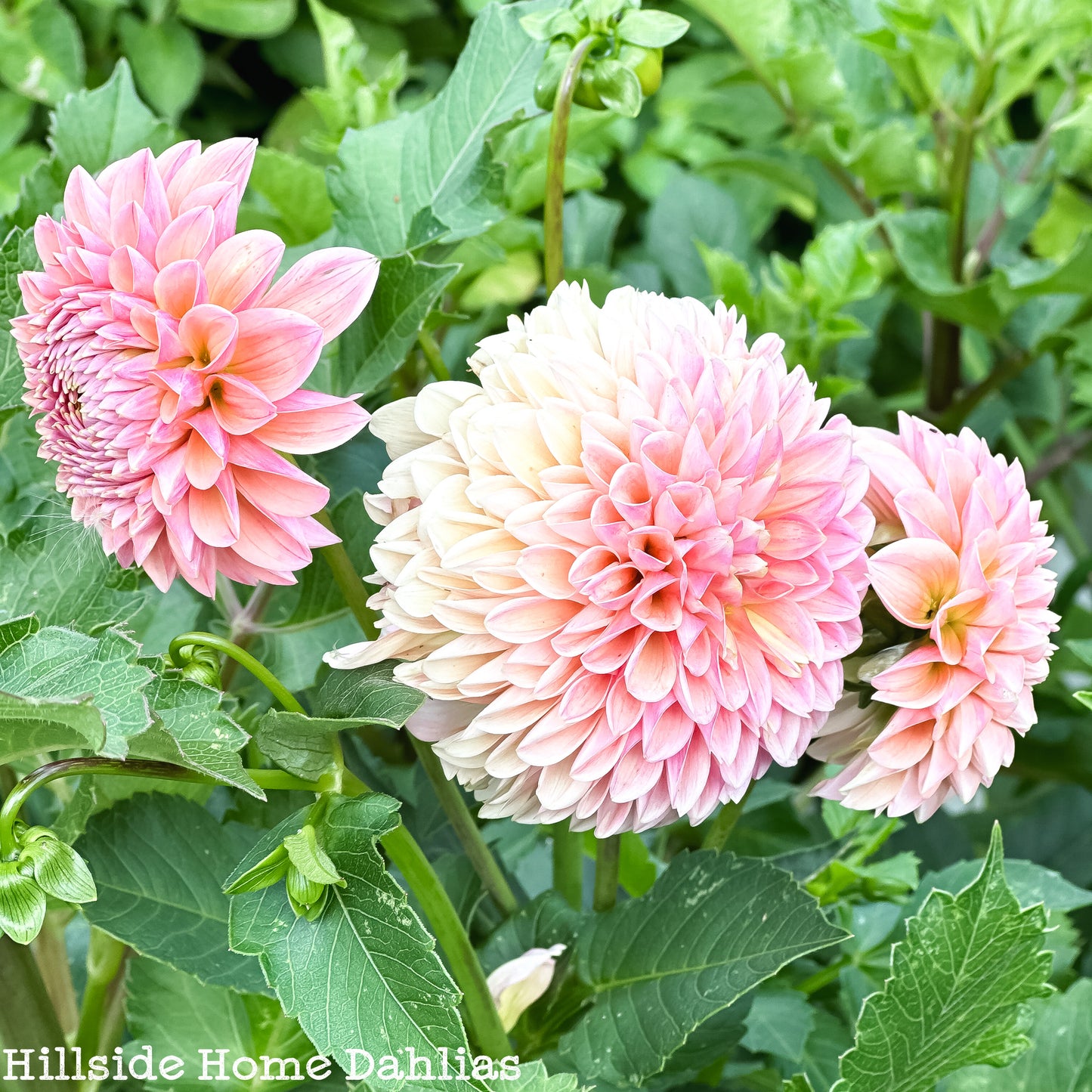 Bloomquist Alan Tuber