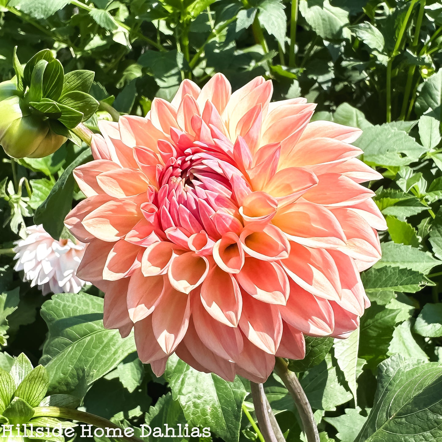 Bloomquist Alan Tuber