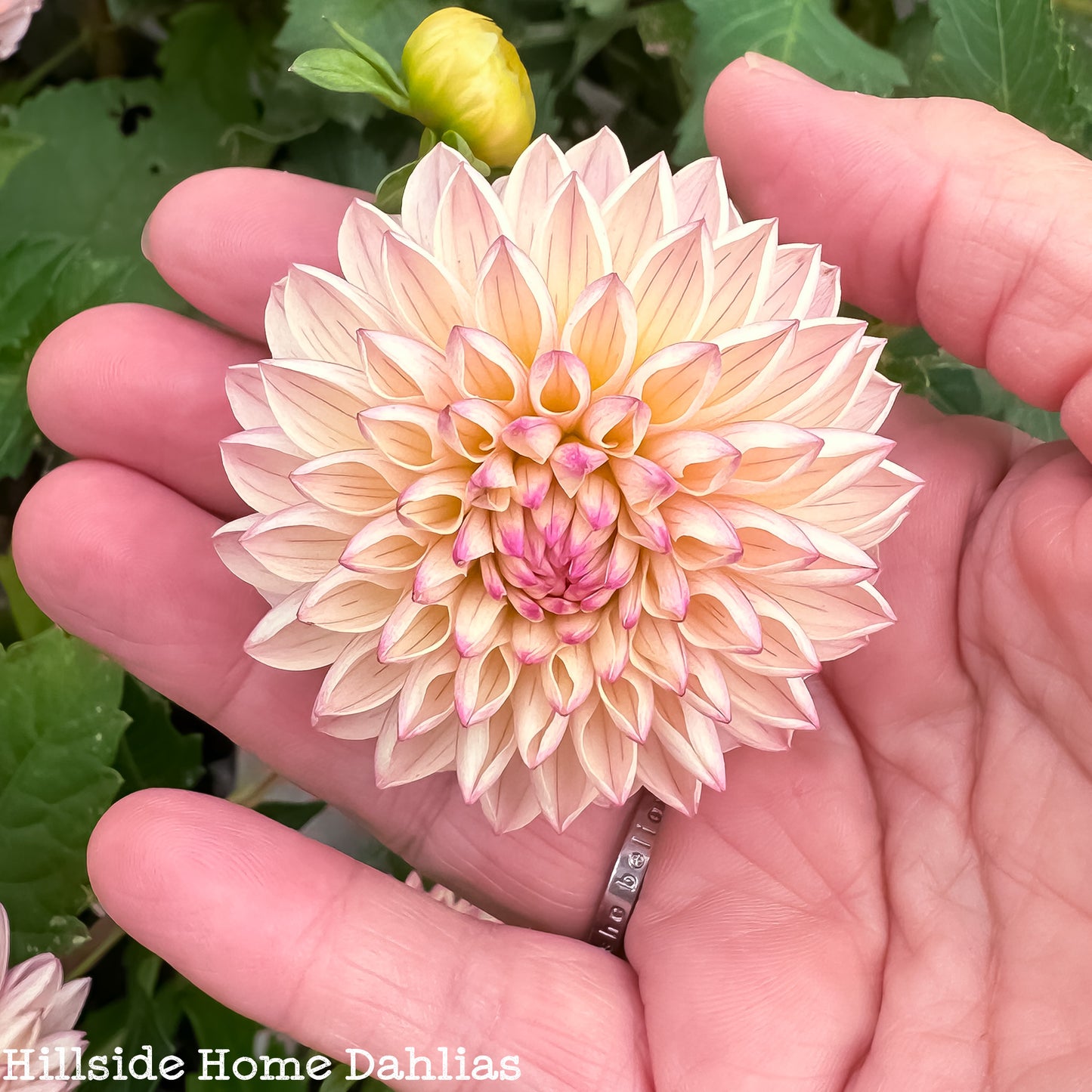 Valley Porcupine Tuber