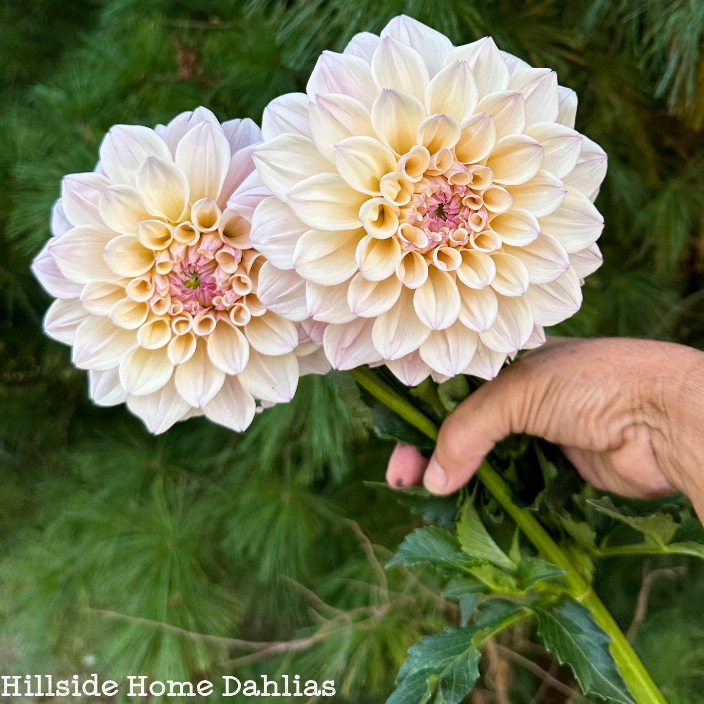 KA's™️ Pearl Rooted Cutting