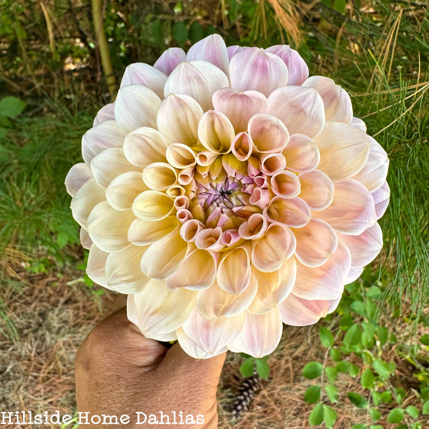 Sweet Nathalie Tuber