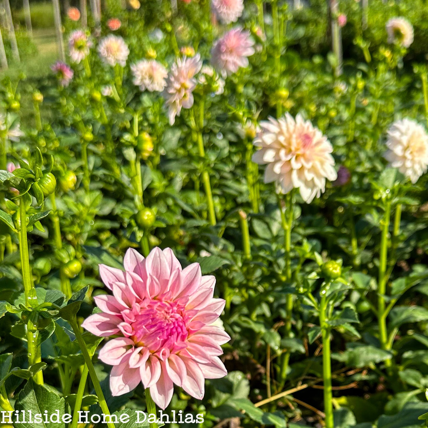 KA's®️ Mocha Jake Tuber