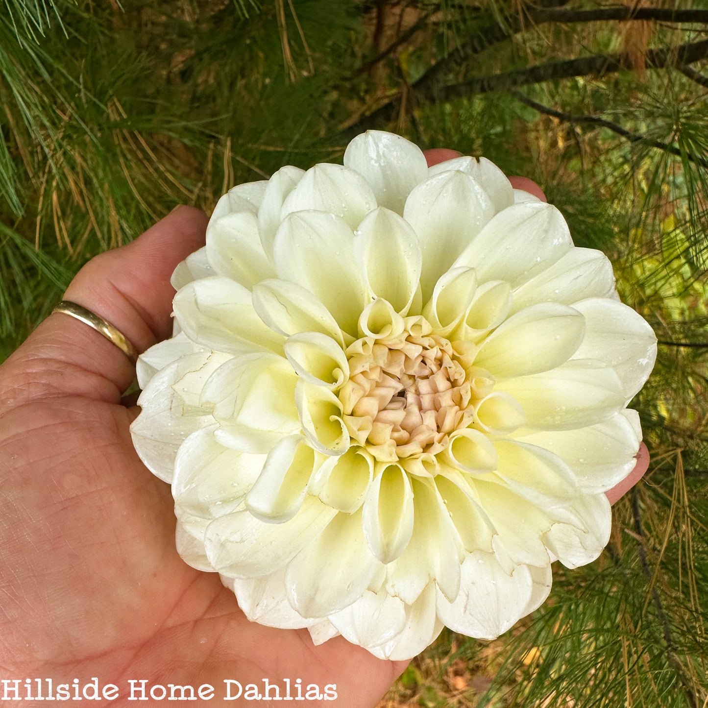 Boom Boom White Tuber