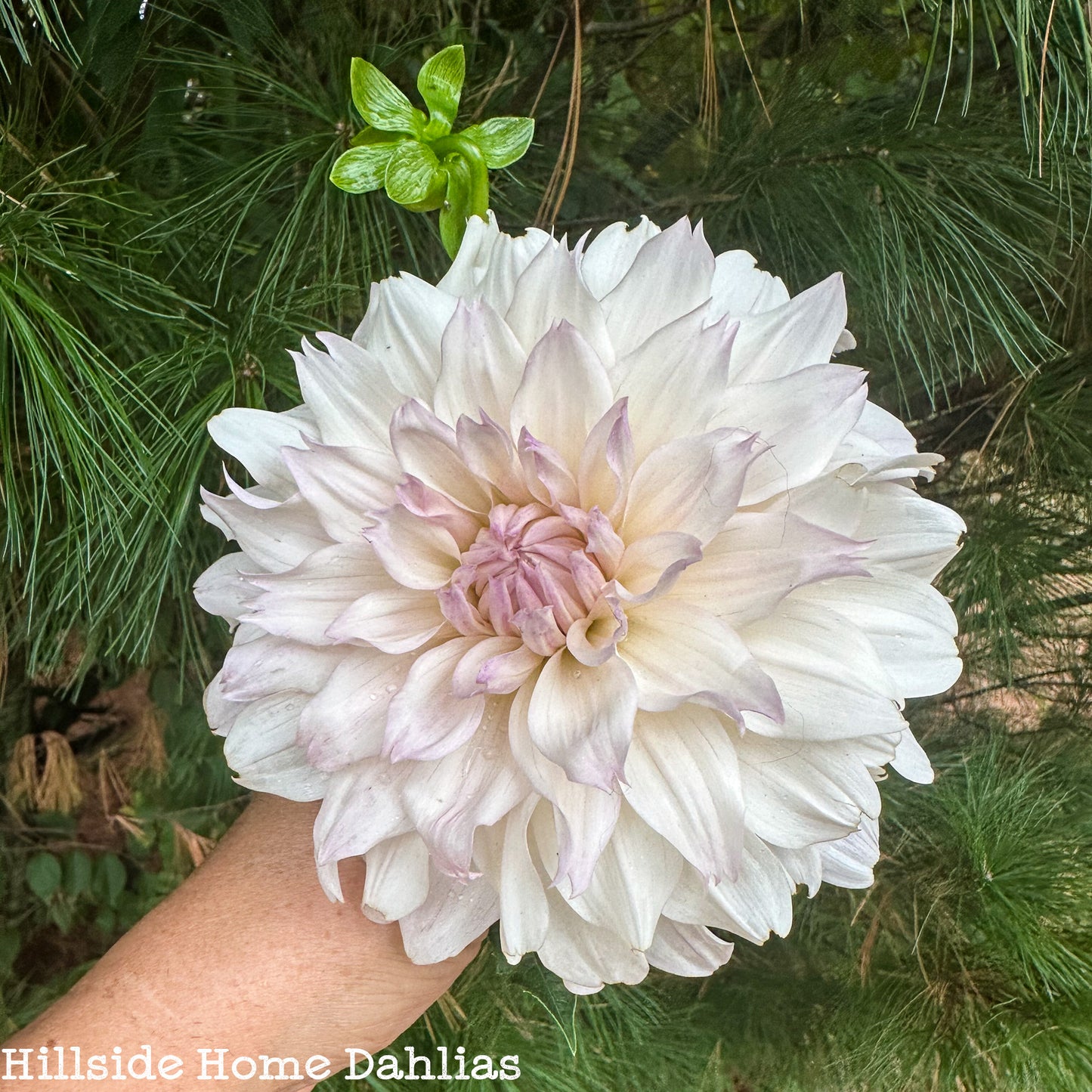 KA's™️ Chiffon Rooted Cutting