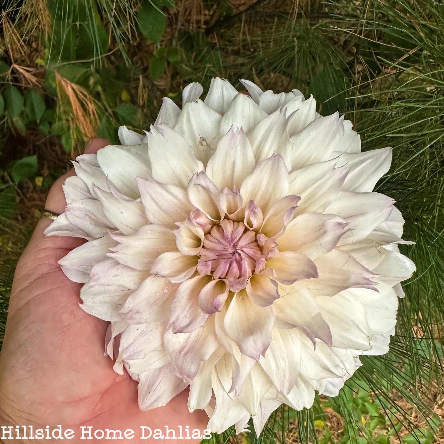 KA's™️ Chiffon Rooted Cutting
