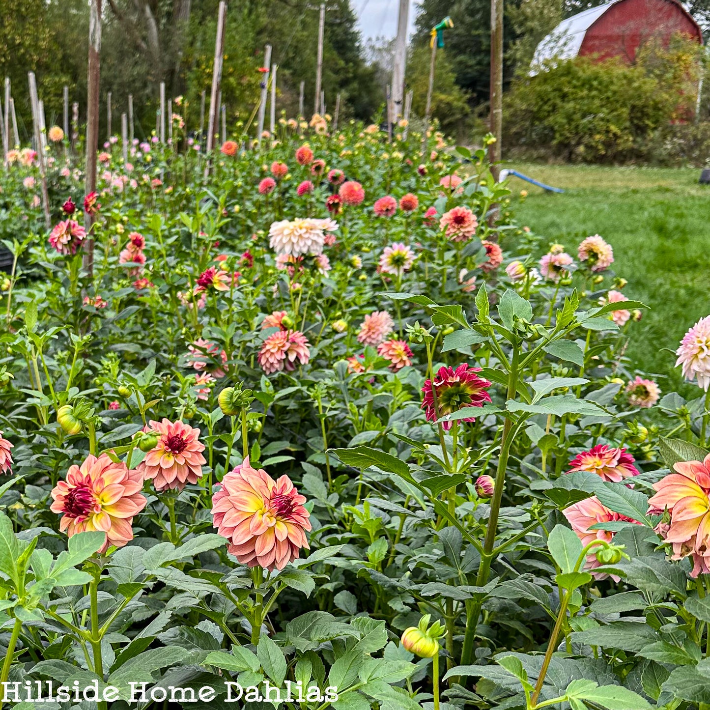 KA's®️ Mocha Katie Tuber