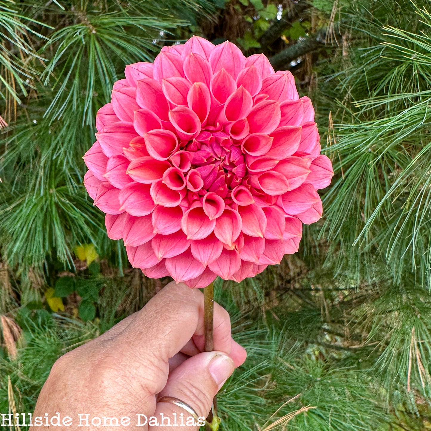 KA's®️ Keltie Rose Tuber