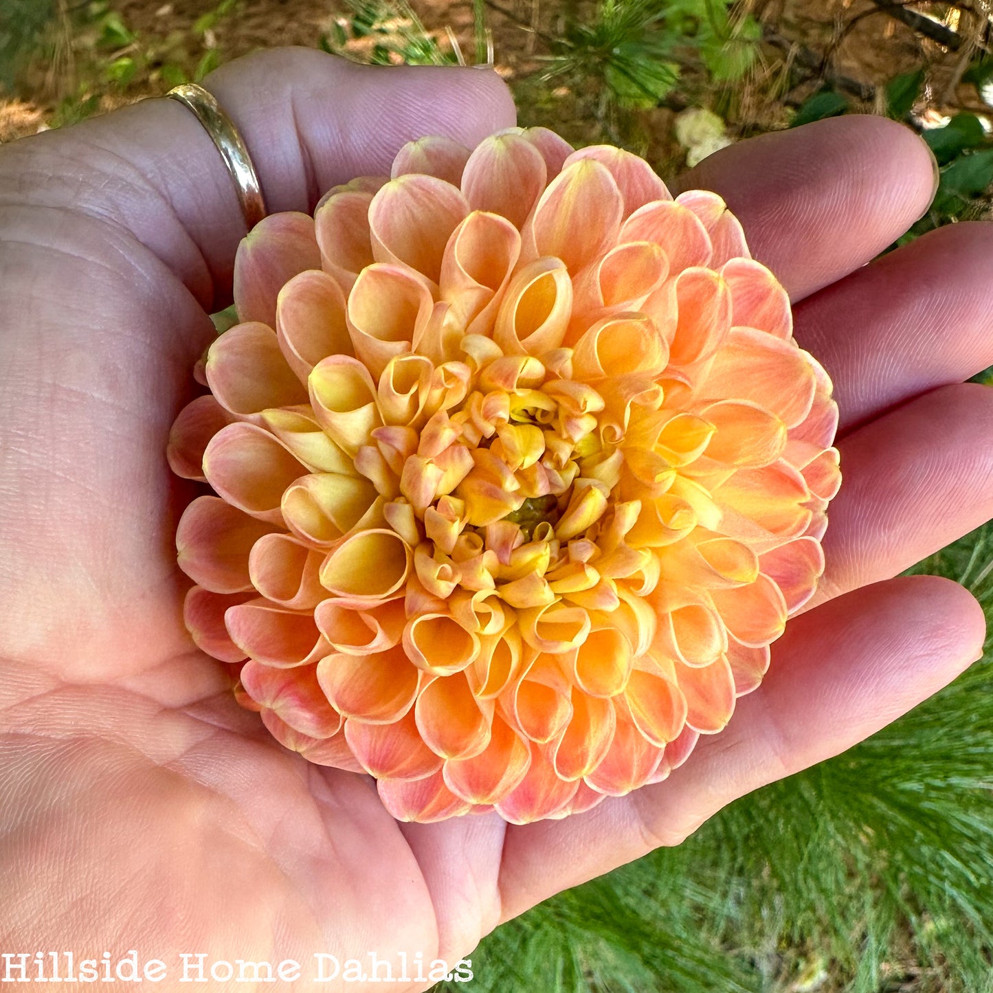 Crichton Honey Tuber