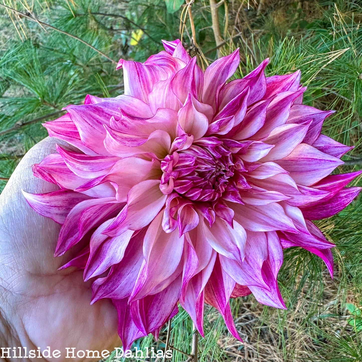 Cafe Au Lait Royal Tuber