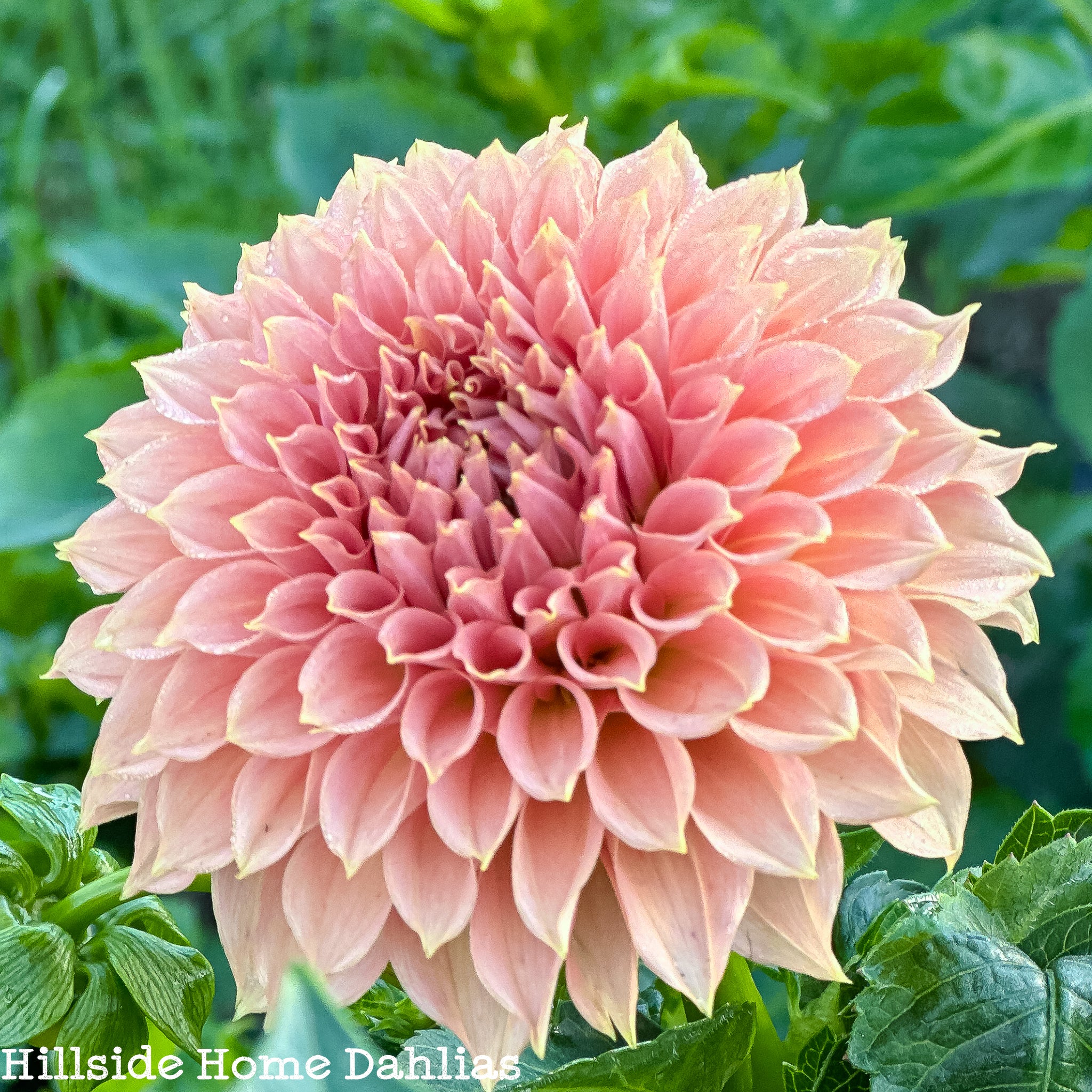 新品 stina Dahlia imperialis coral pink　M 新品 stina Dahlia imperialis coral pink M 新品 stina Dahlia