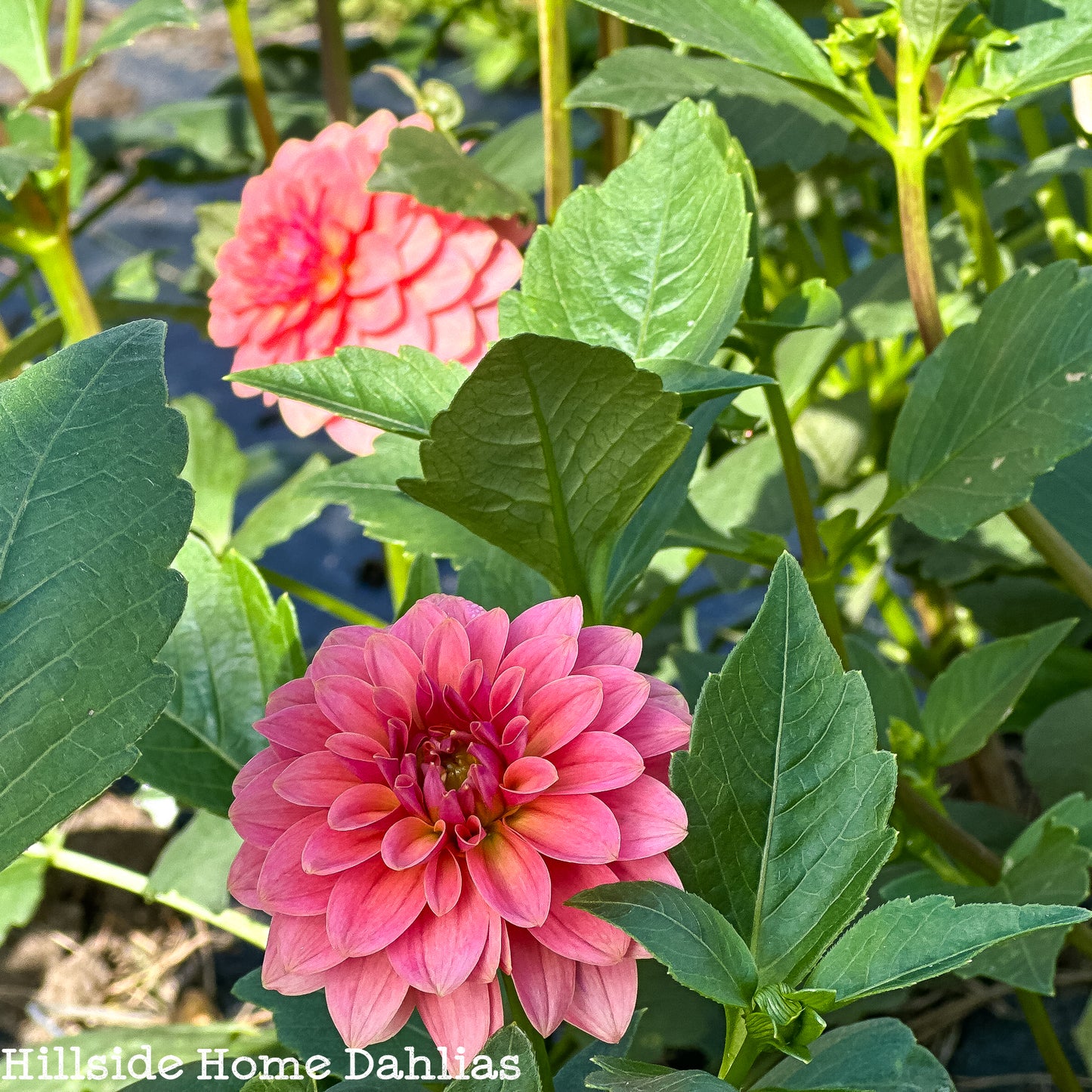KA's®️ Boho Peach Tuber
