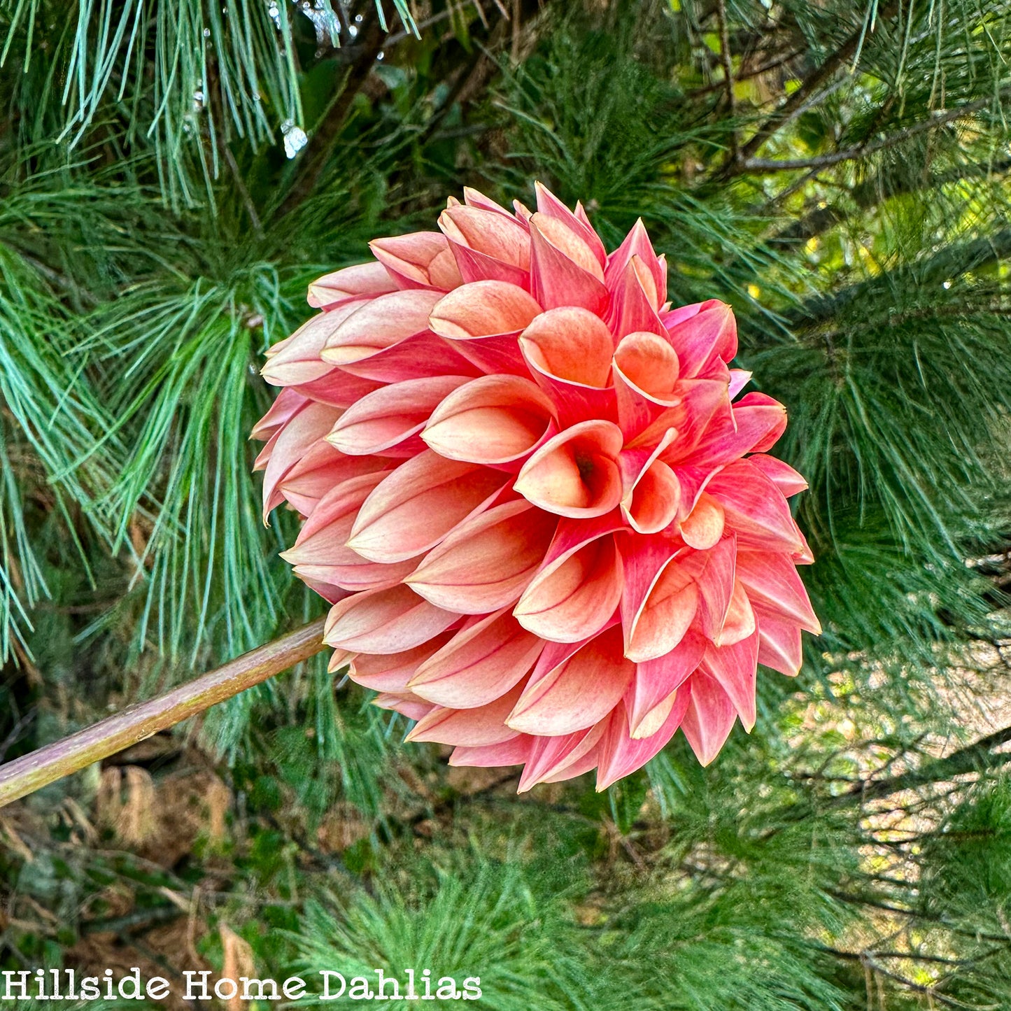 KA's™️ Desert Rose Rooted Cutting