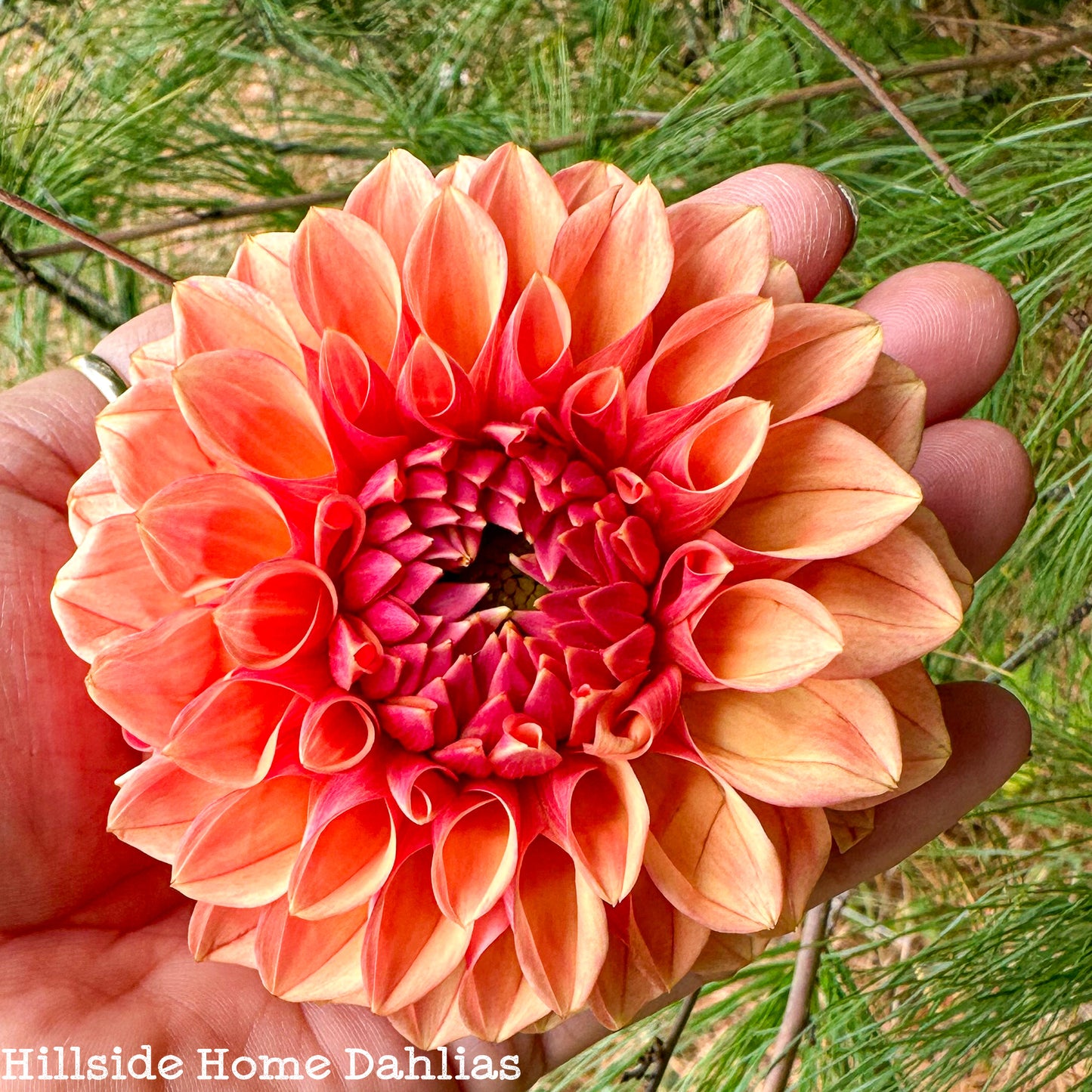 KA's™️ Desert Rose Rooted Cutting