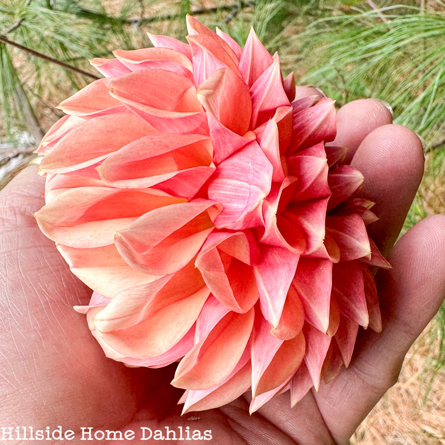 KA's®️ Desert Rose Tuber