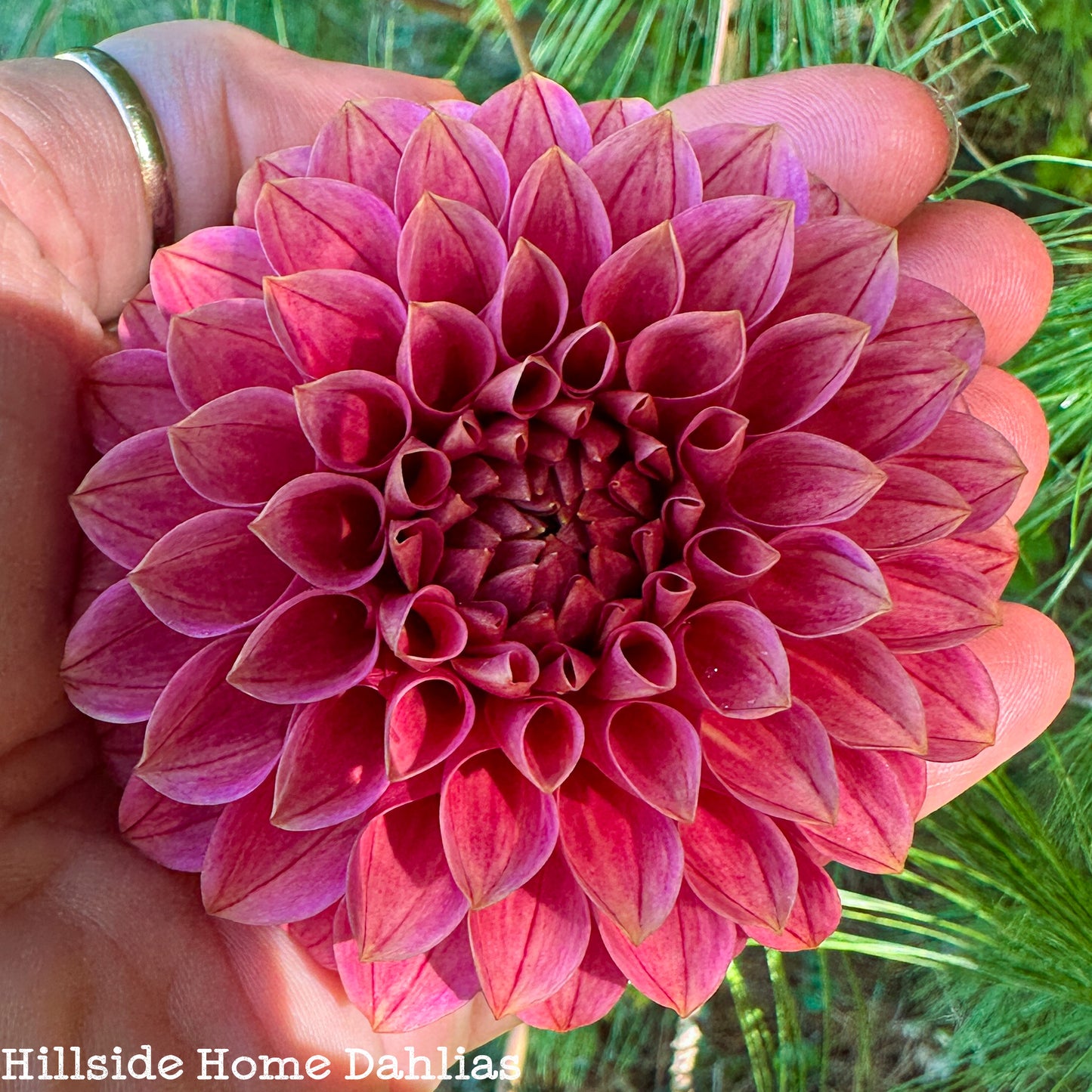 KA's®️ Rosie Jo Tuber