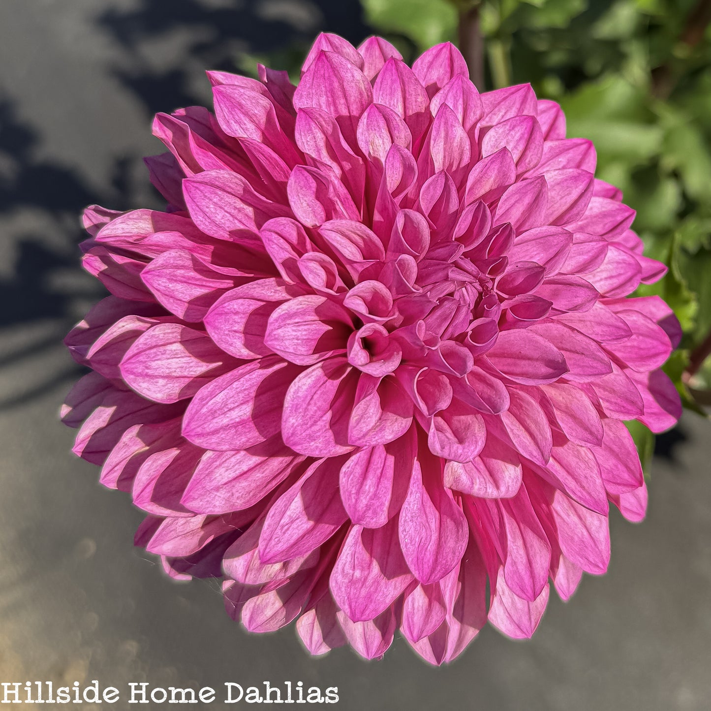 Lee’s Flute Loop Lilac Rooted Cutting