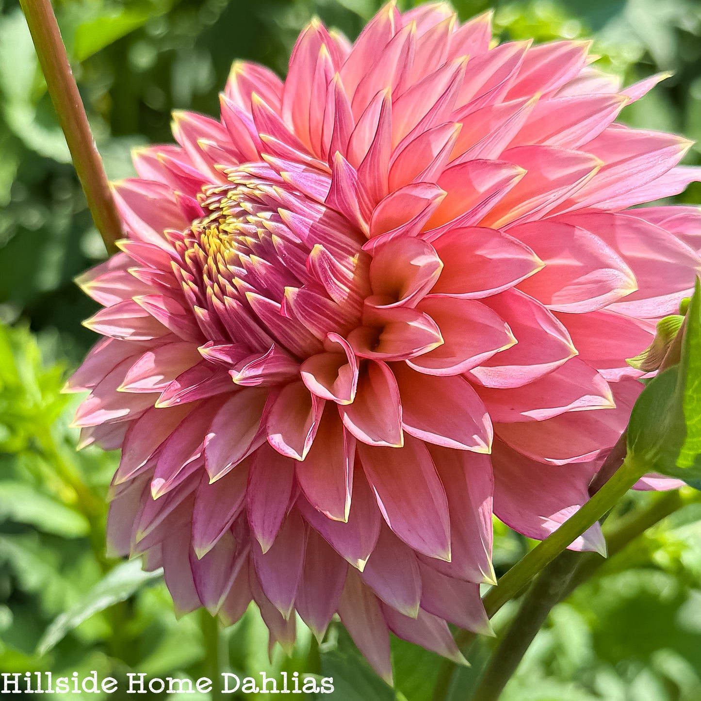 Bloomquist Mojo Tuber