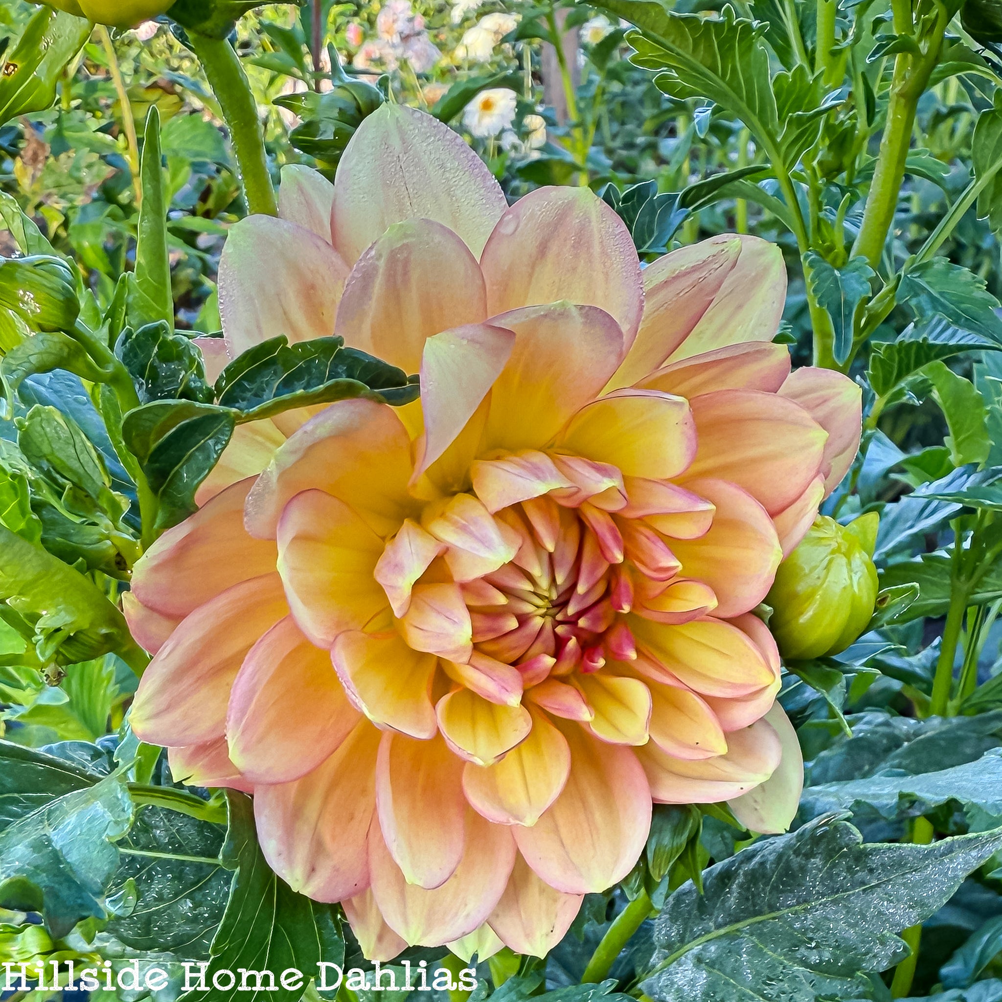 bare 3 - Oro de Stella Rebloomer Hemerocallis 80サイズ ロンティ yellowflower houseonthehill roots Longfield - トップス