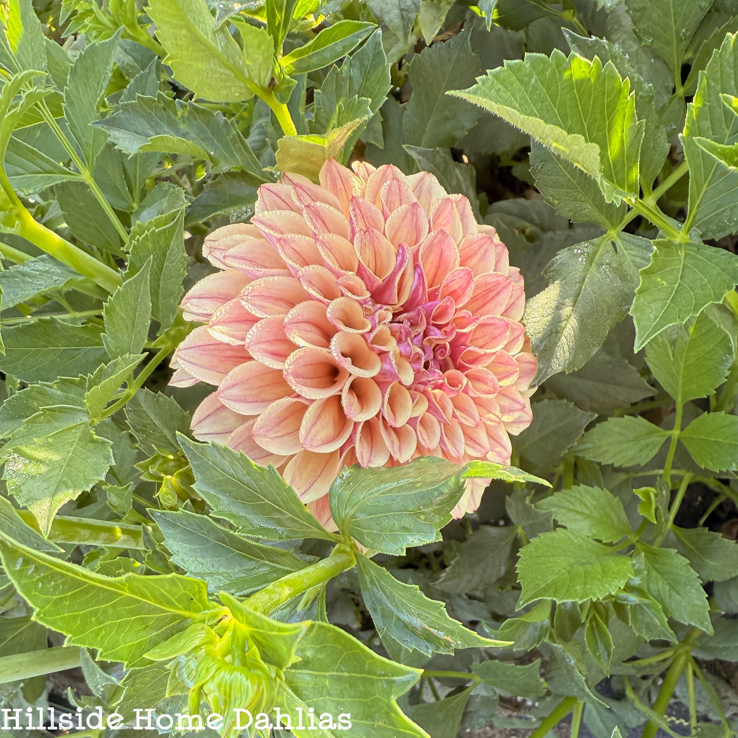 KA's®️ Rhubarb Rooted Cutting