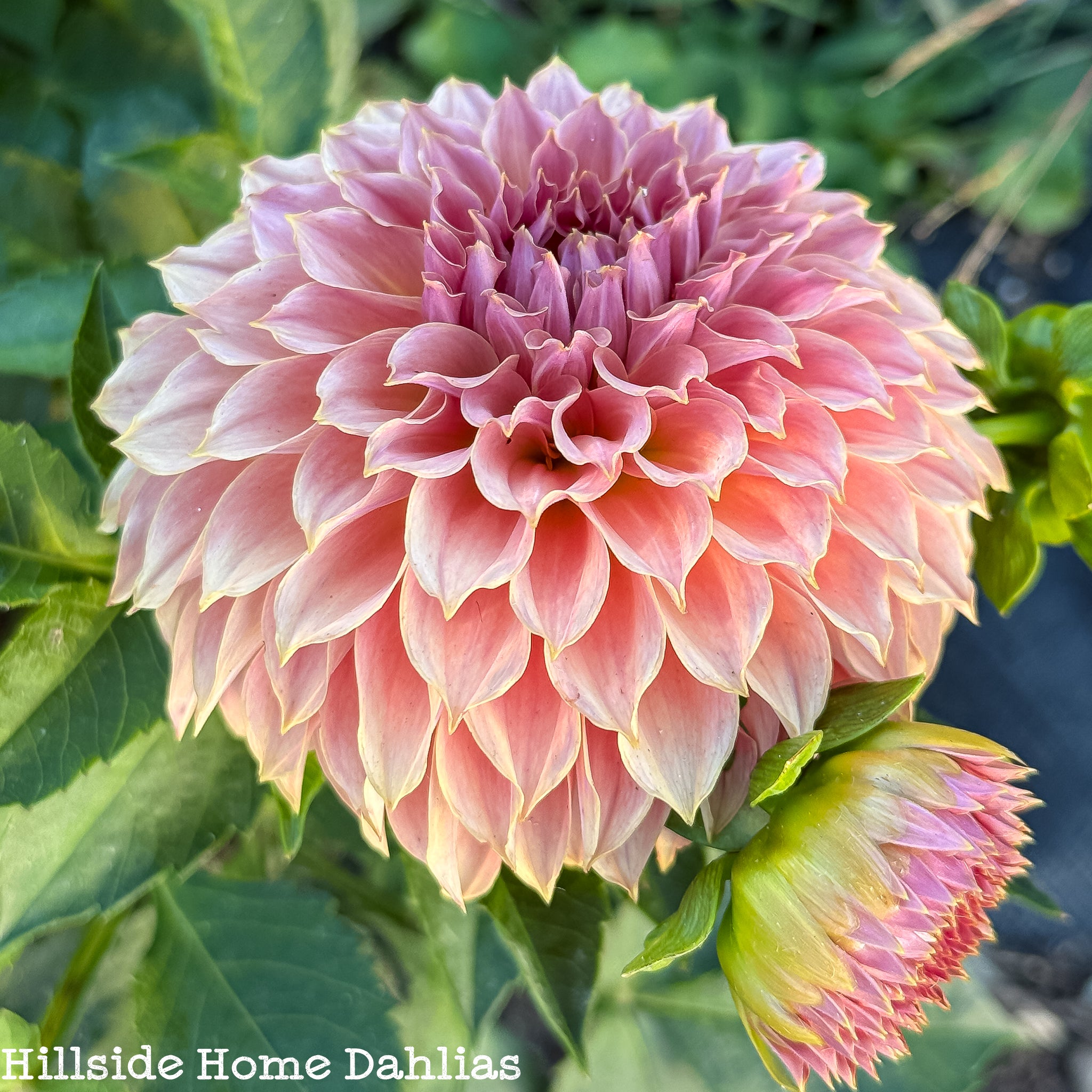 KA's®️ Coral Sea Tuber – Hillside Home Dahlias