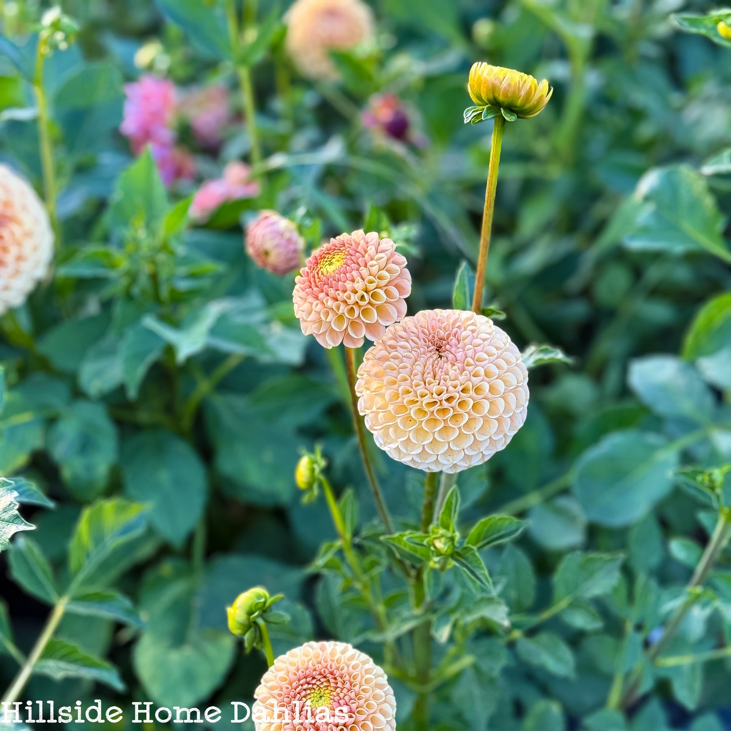 KA's Honeycomb Dahlia