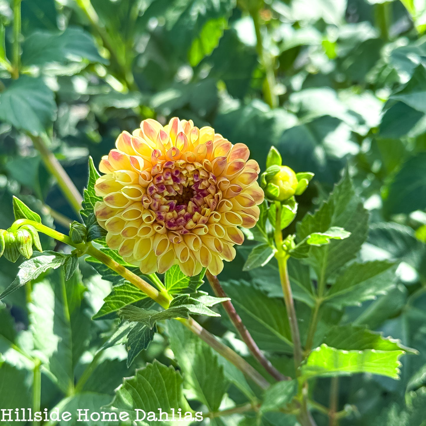 Ferncliff Spice Tuber