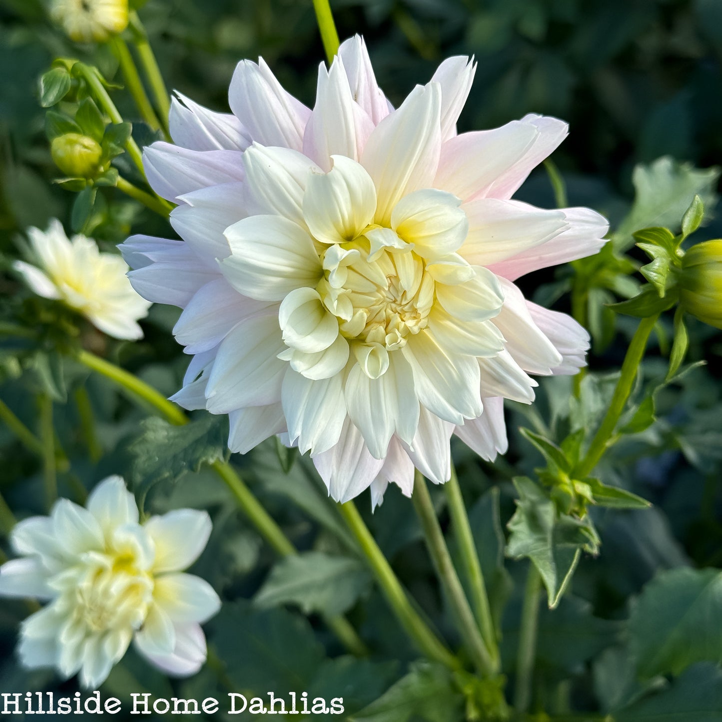 Chilson's Pride Tuber