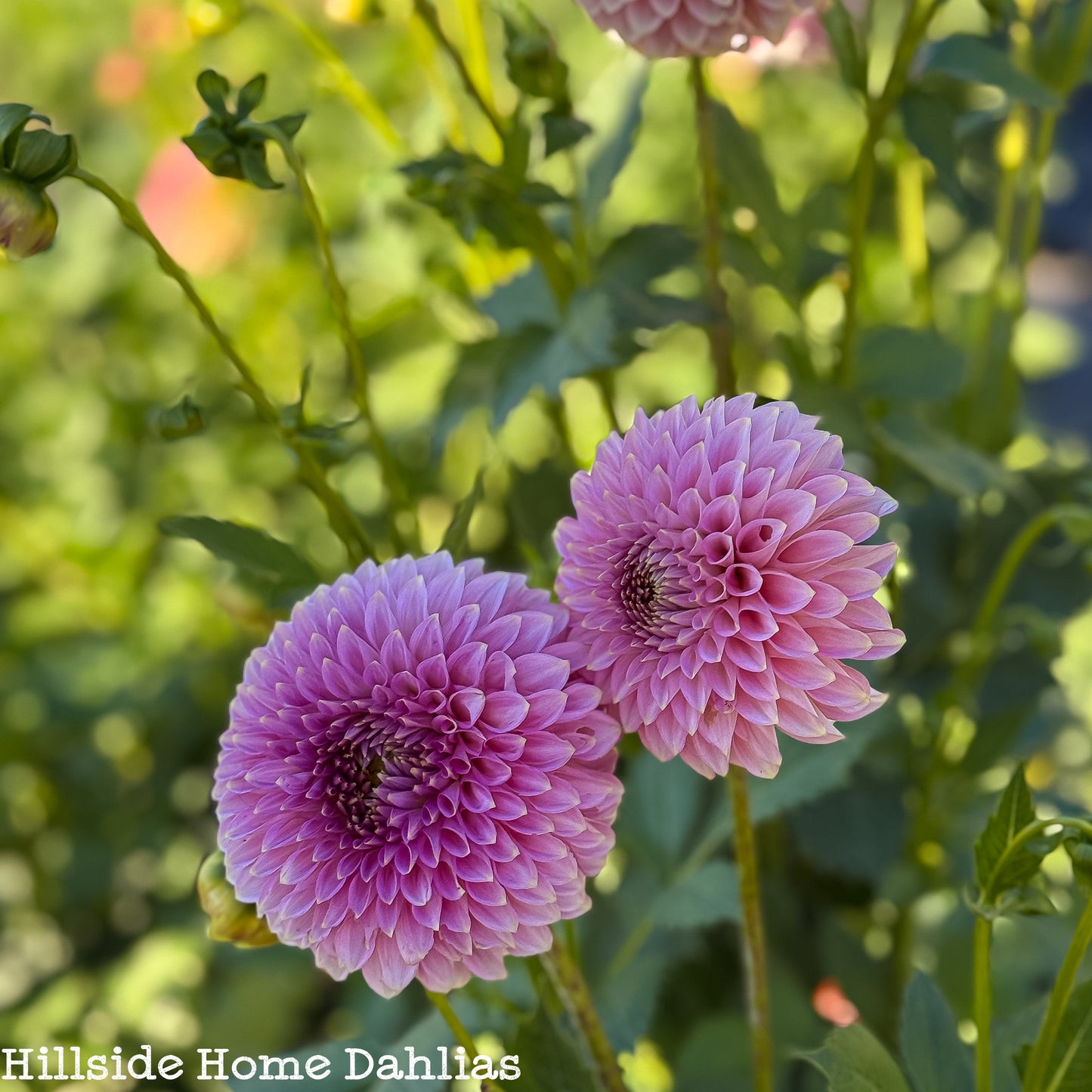 Bloomquist Pink Parfait Tuber