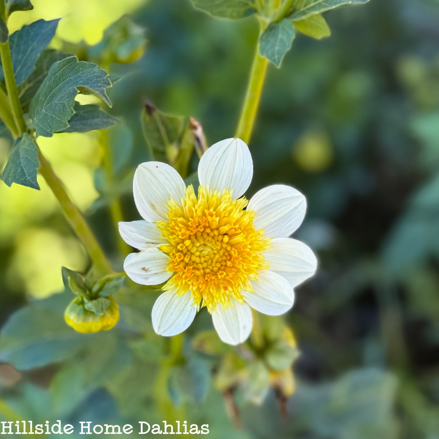 Platinum Blonde Tuber