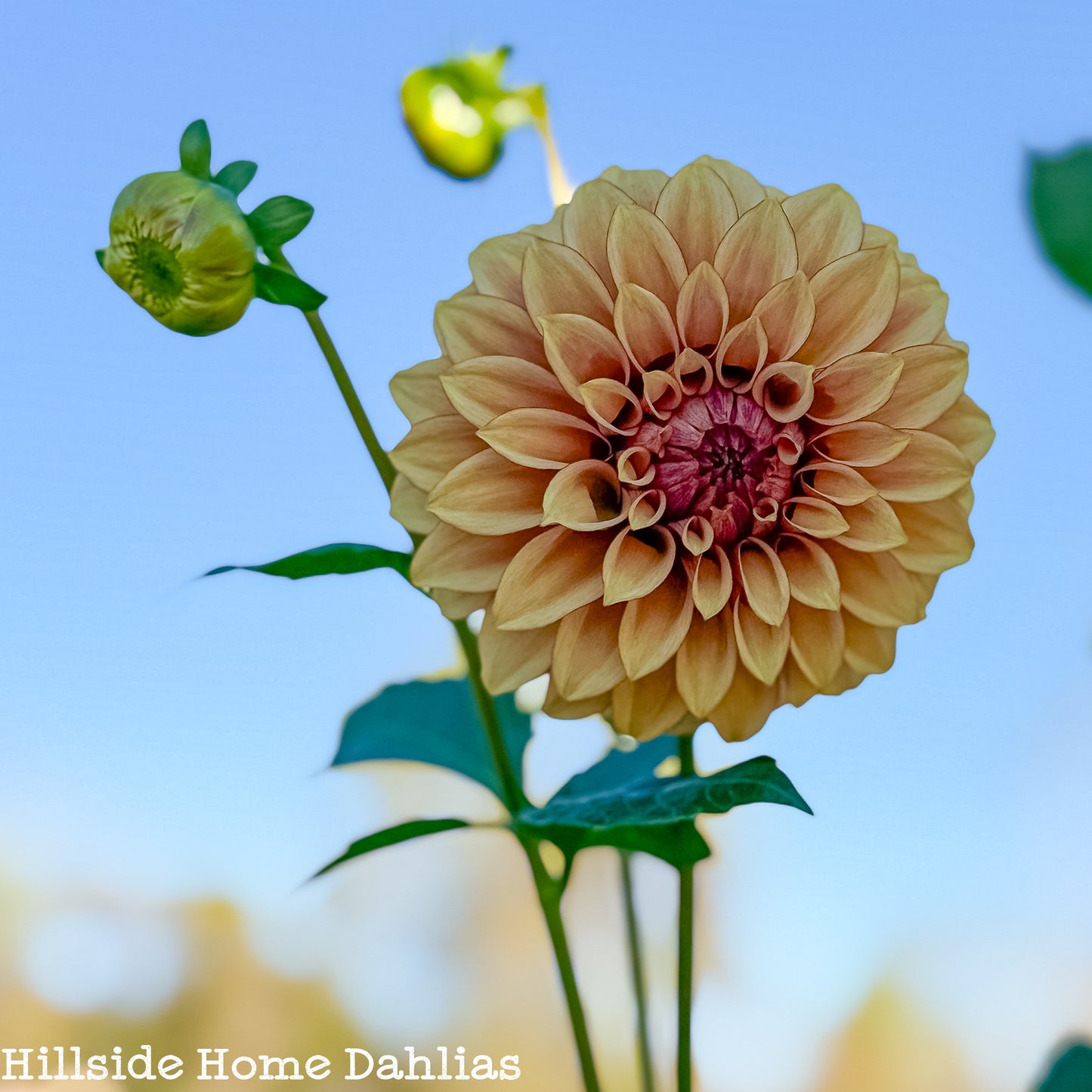 KA's Creme Brulee Dahlia