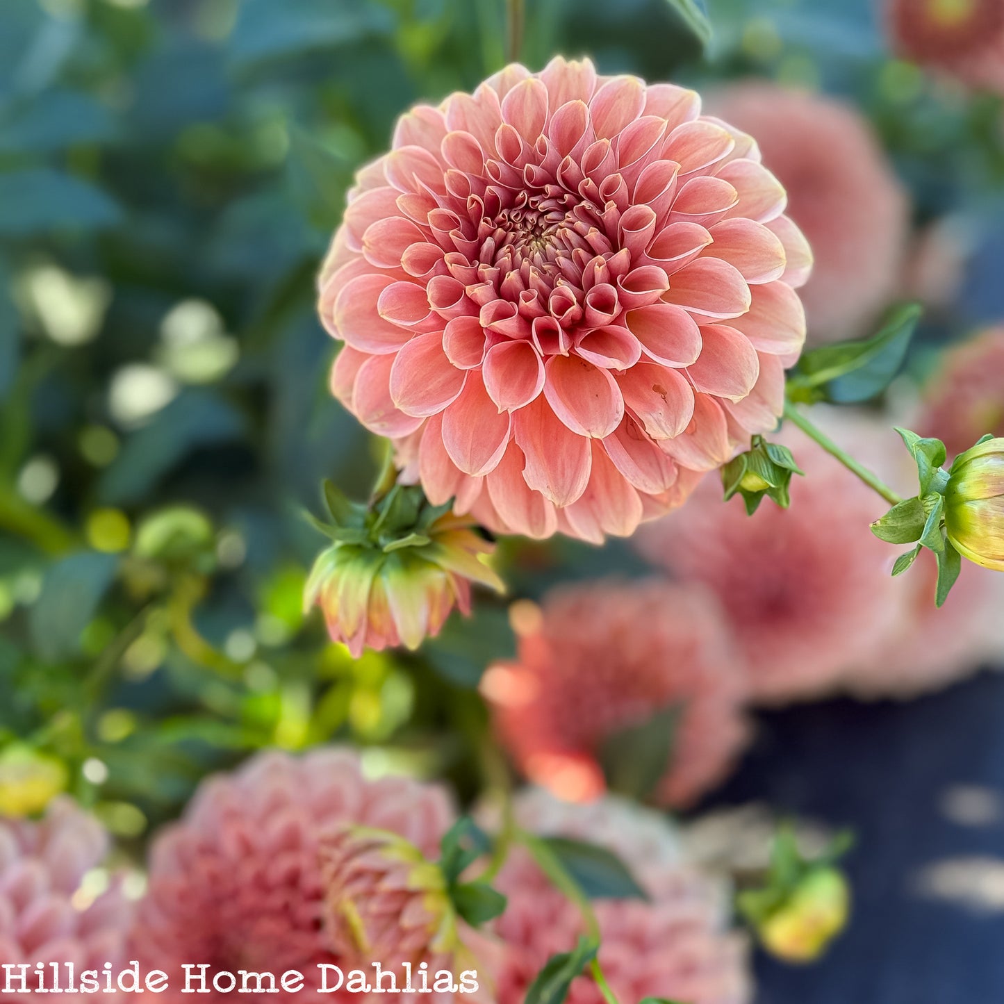 KA's Apricot Jam Dahlia