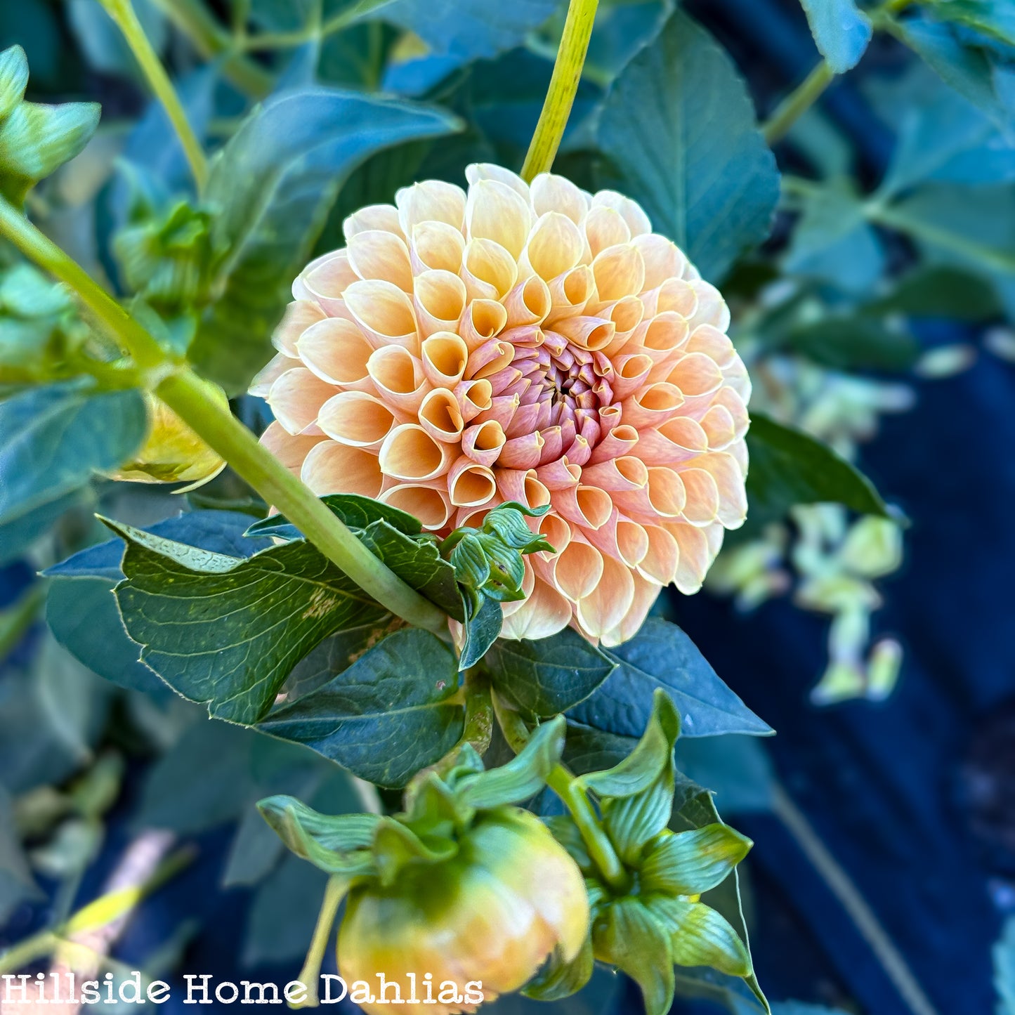 KA's Daybreak Dahlia