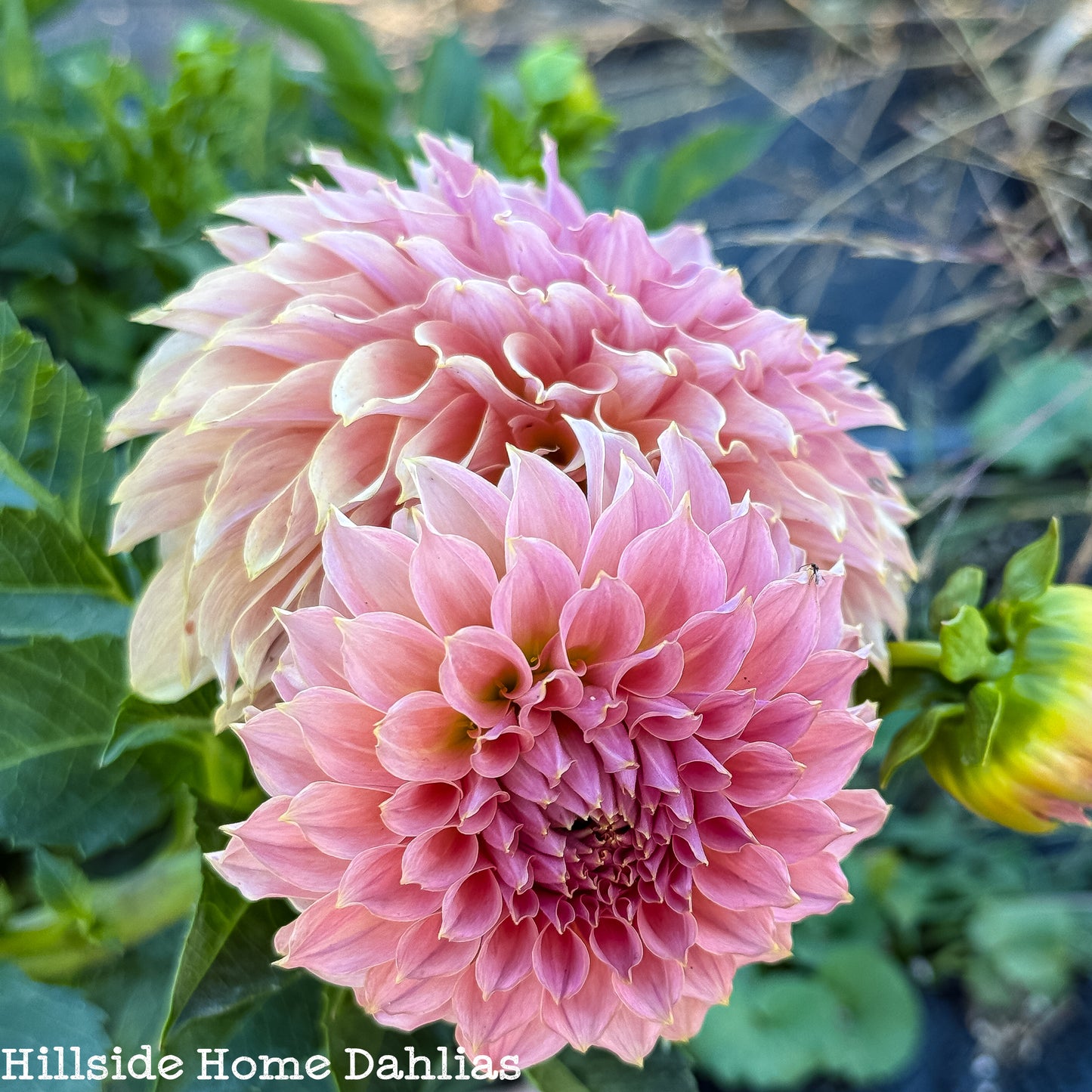 KA's®️ Coral Sea Rooted Cutting