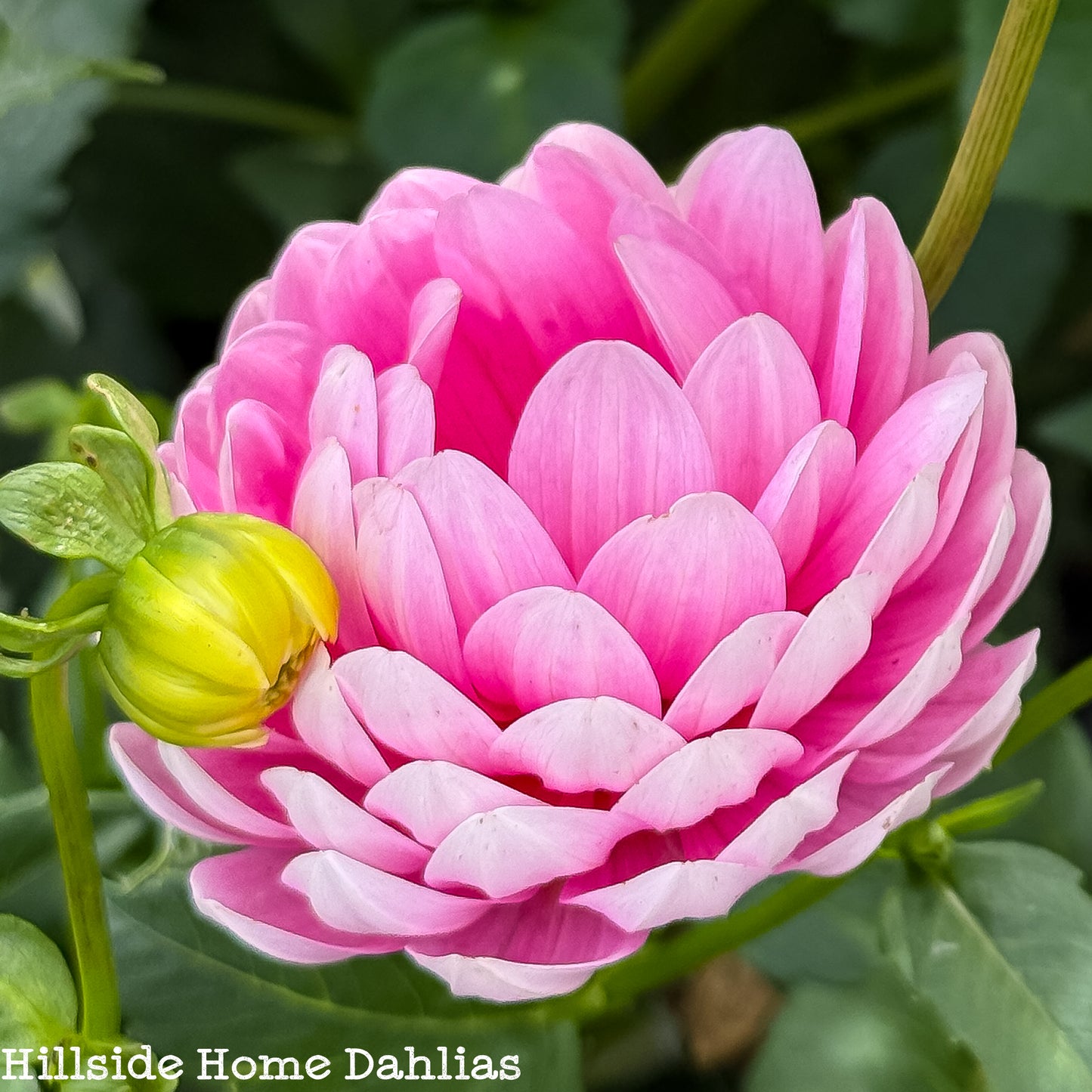 Hollyhill Pink Parfait Rooted Cutting