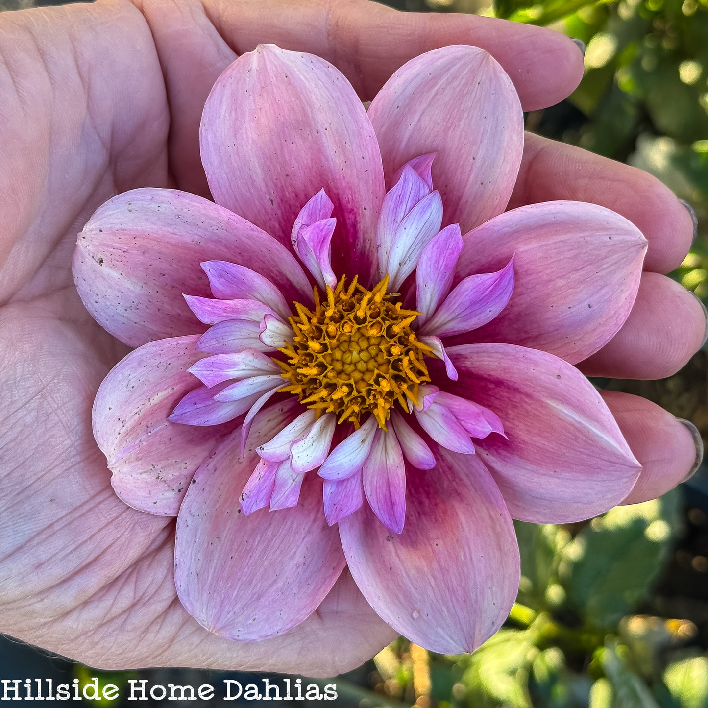Rhubarb and Custard Rooted Cutting