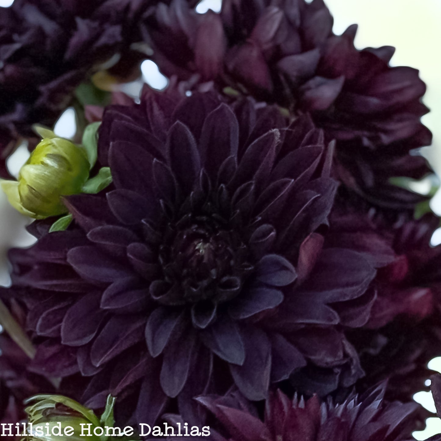 Czarny Charakter Rooted Cutting