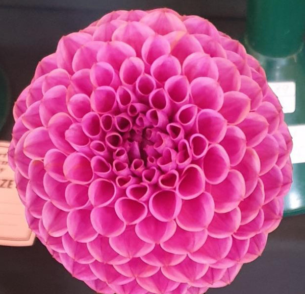 Isabel Tuber