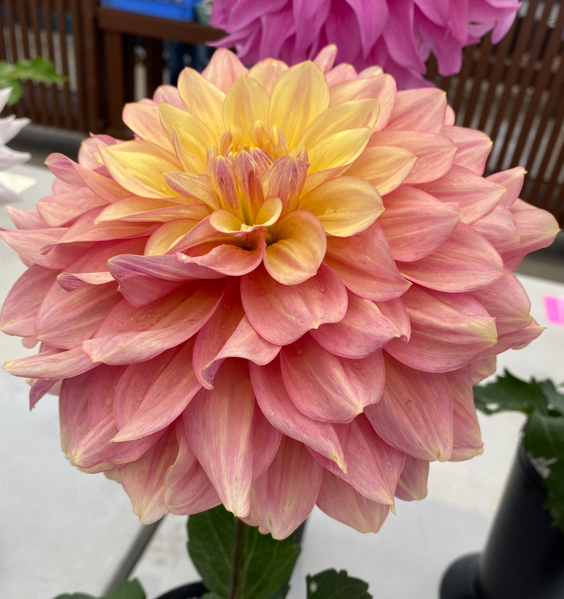 Wyn’s New Pastel Tuber