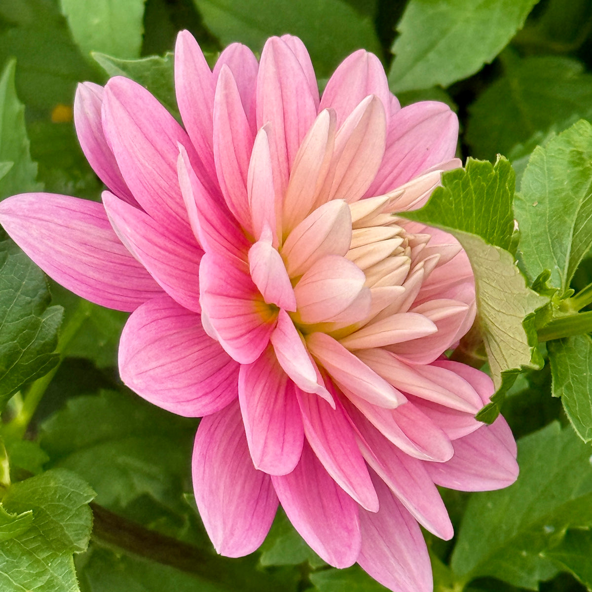 Hollyhill Pink Parfait Rooted Cutting