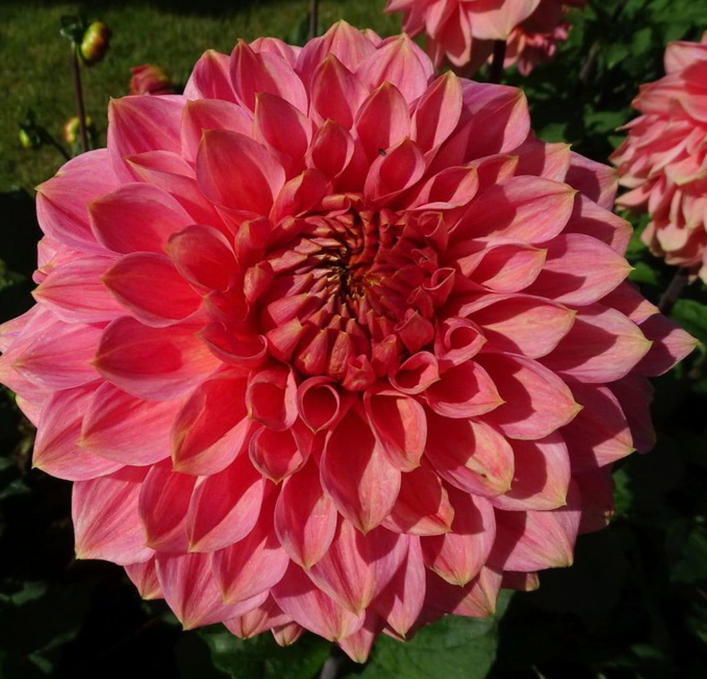 Askwith Minnie Rooted Cutting