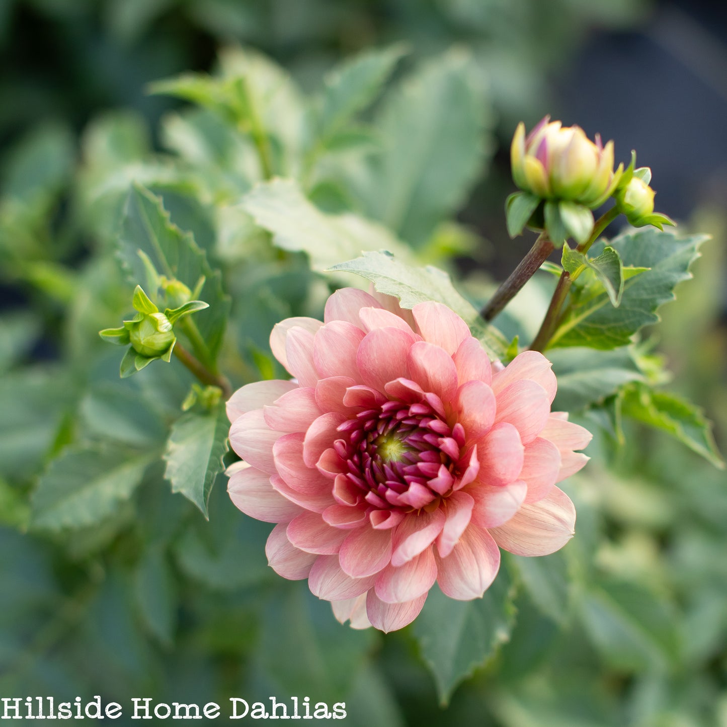 Chateau De La Bourdaisiere Tuber (Limit One)