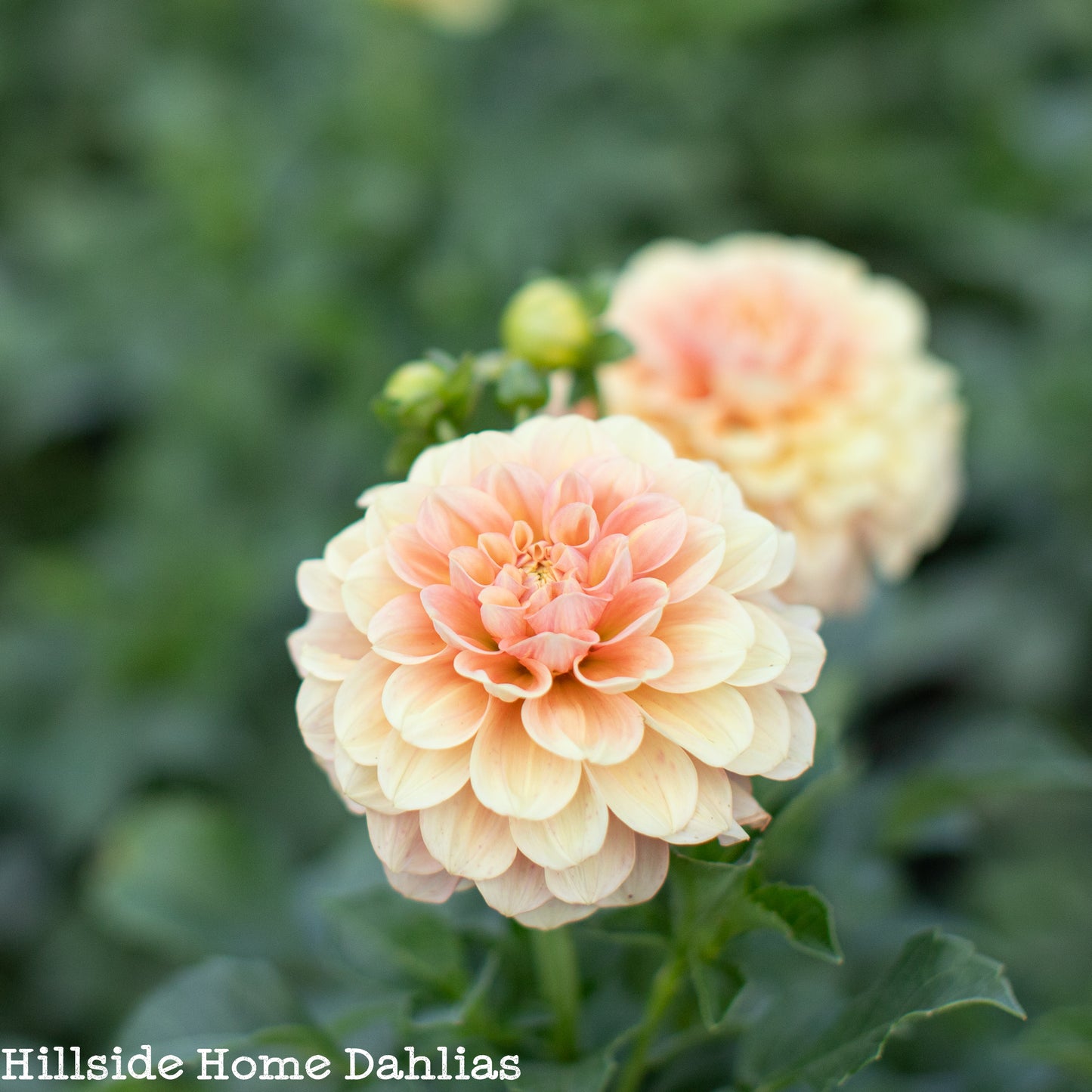 Lee’s Carolina Tuber