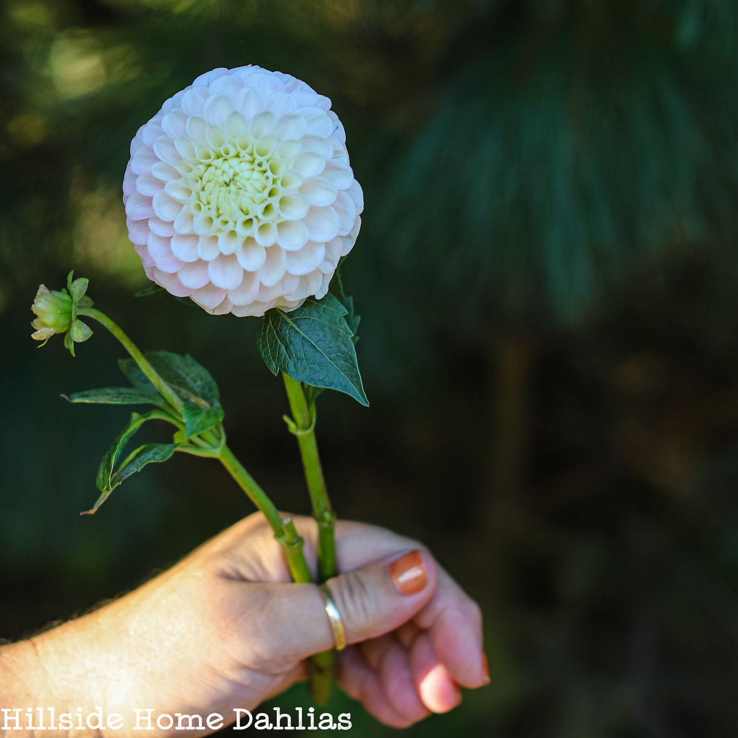 20th Ave Memory Tuber