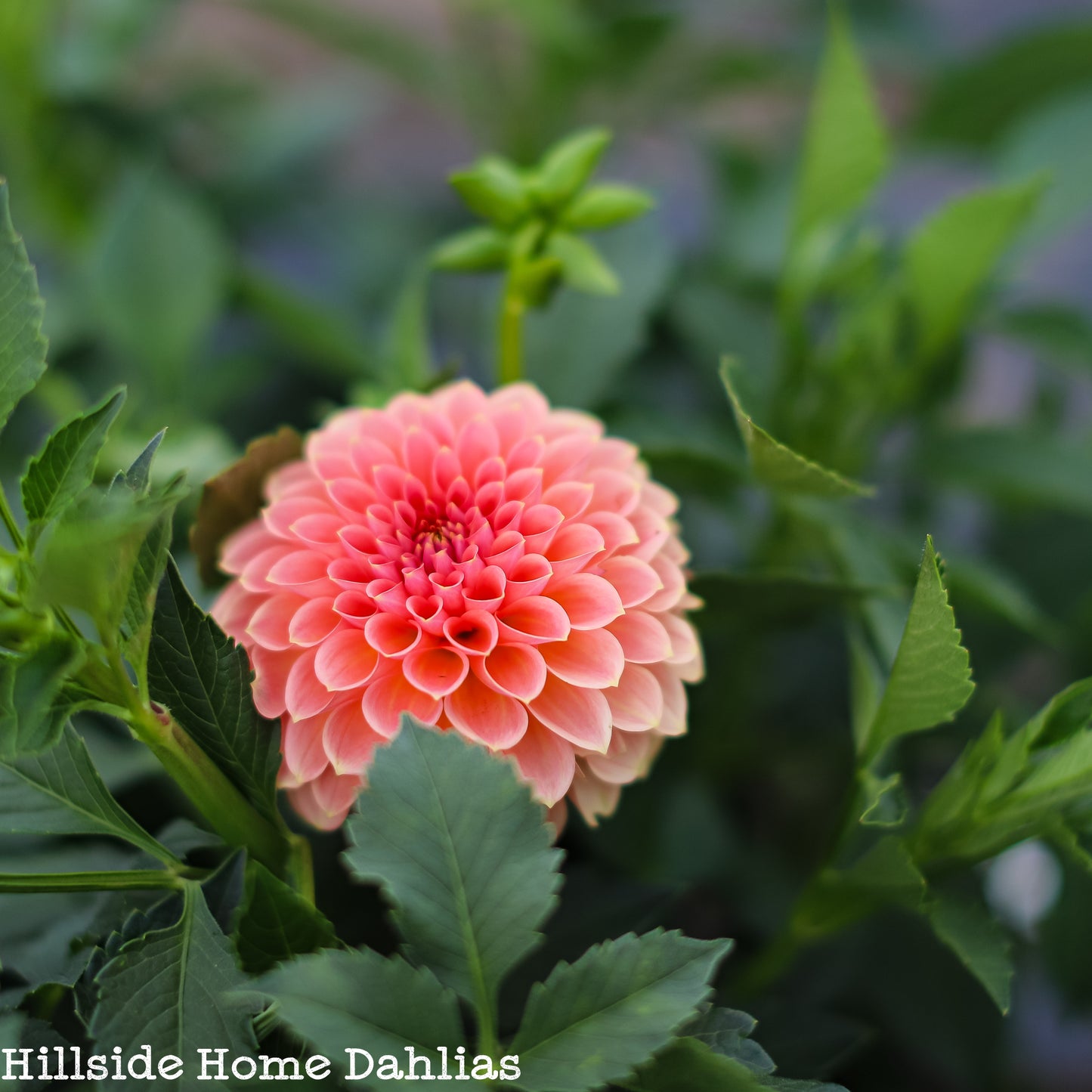 RM Lure Dahlia