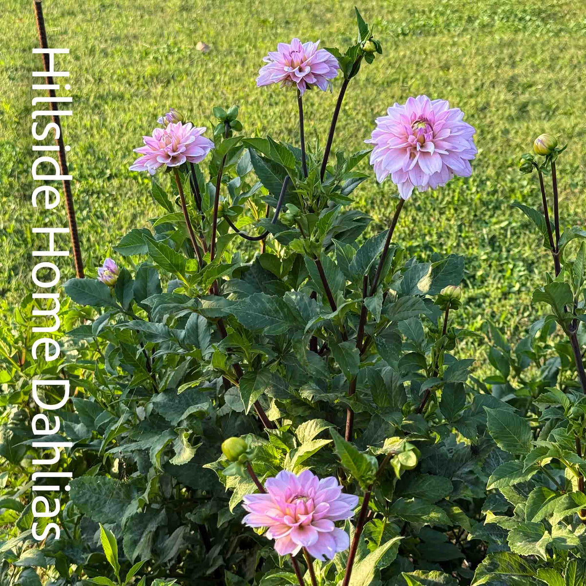 RM Sugar Plum Fairy Tuber