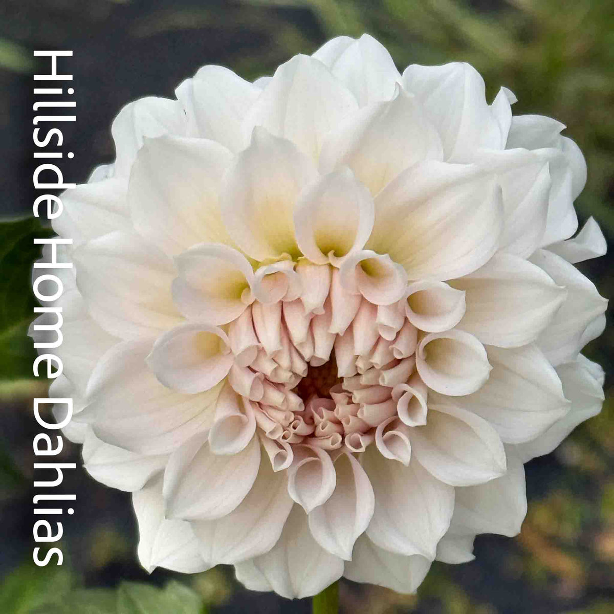 Levi’s Opal Twist Tuber