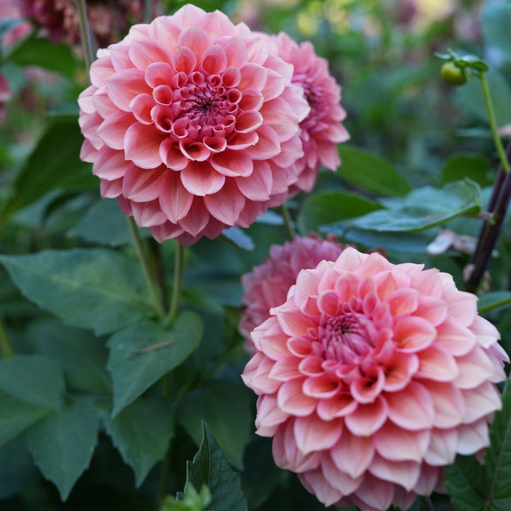 RM Pink Sugar Rooted Cutting