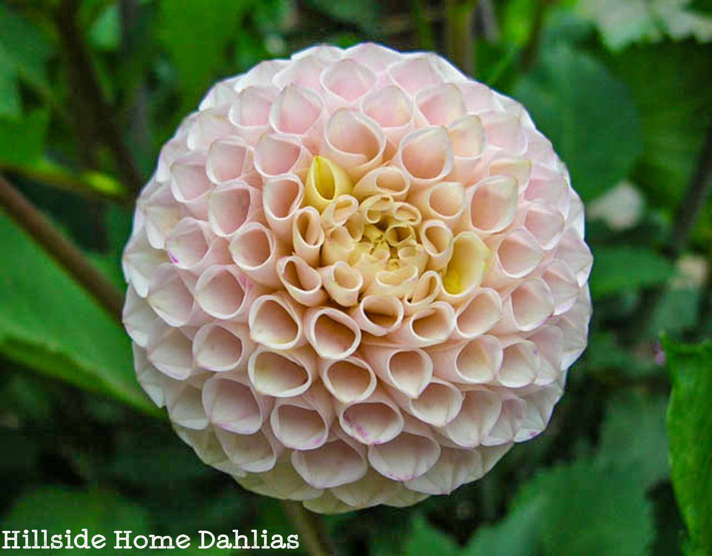 Irish D Porter Tuber